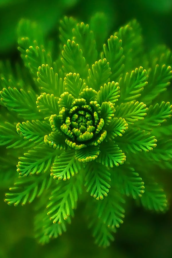 water-plant-green-fine-layers-1